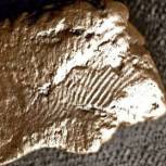 В Великобритании обнаружили отпечаток пальца, которому пять тысяч лет